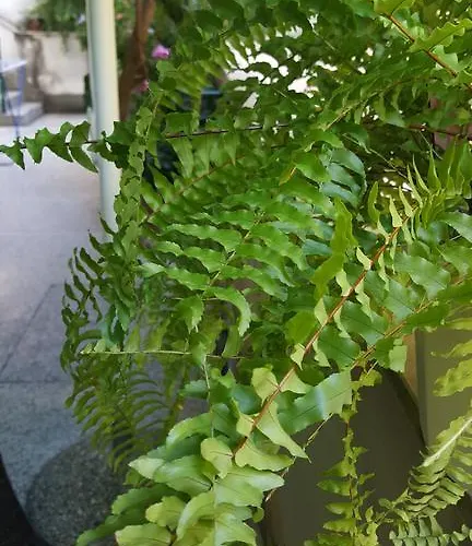 Mucic Διαμέρισμα Μακάρσκα