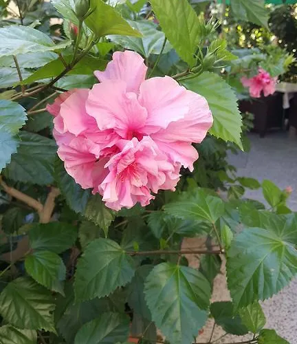 Mucic Διαμέρισμα