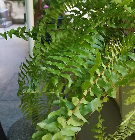 Mucic Apartment Makarska